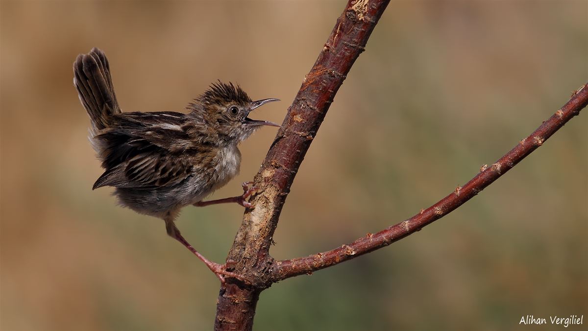 Zitting Cisticola