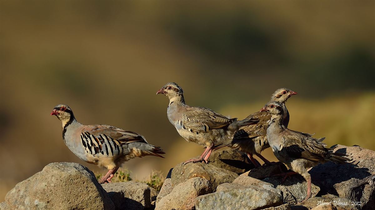 Chukar Partridge