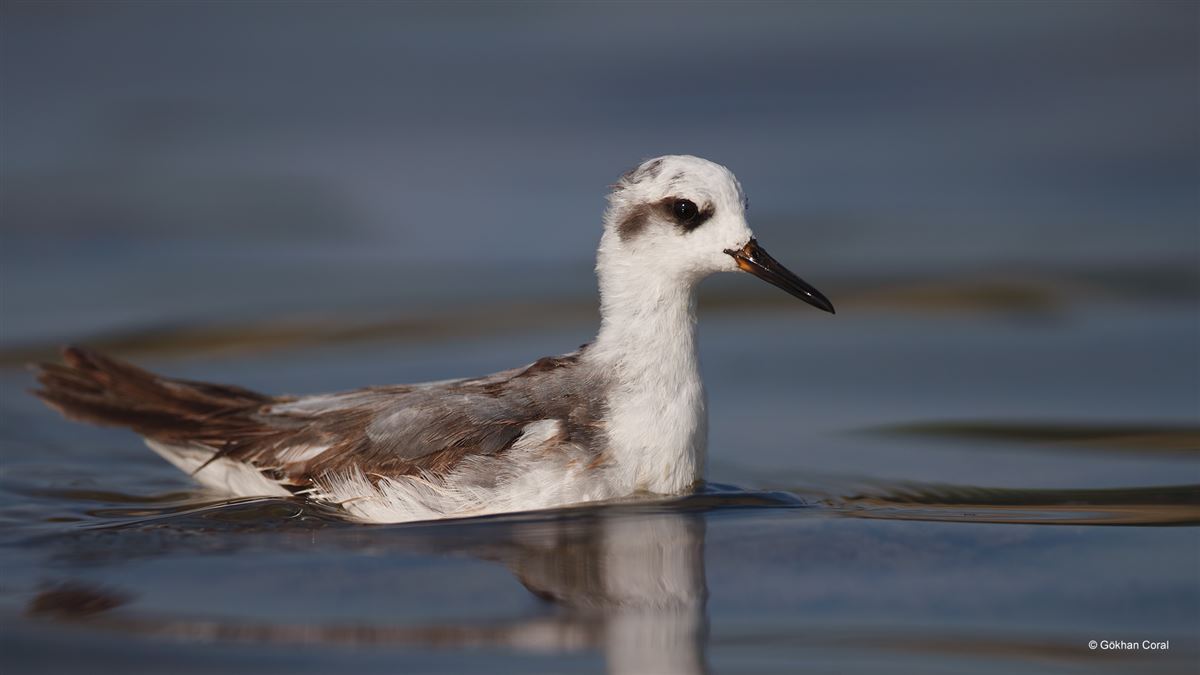 Red Phalarope