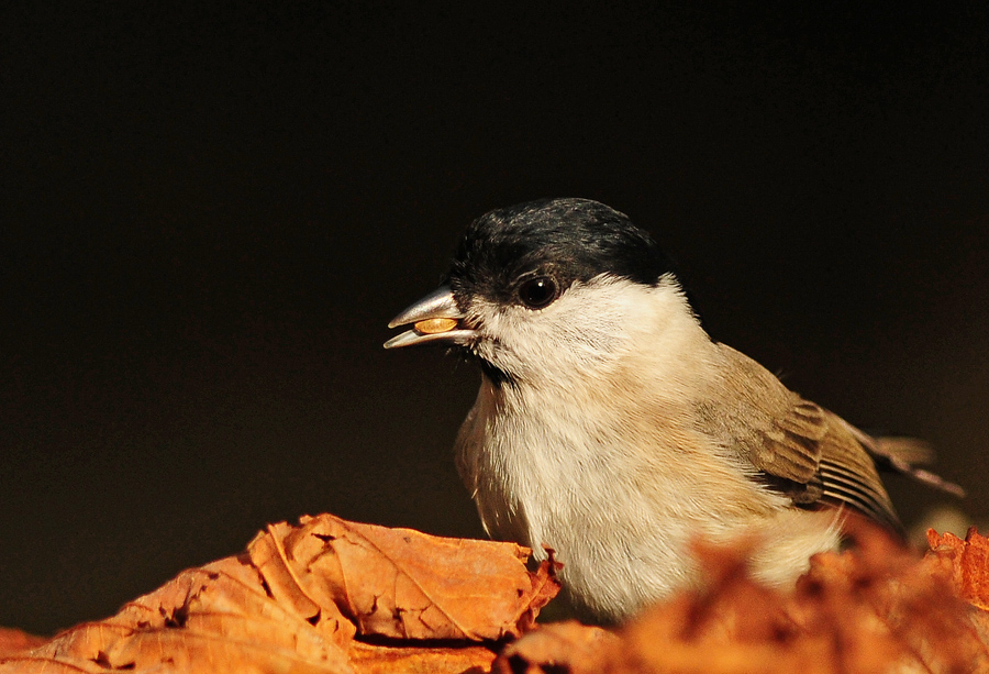 Marsh Tit
