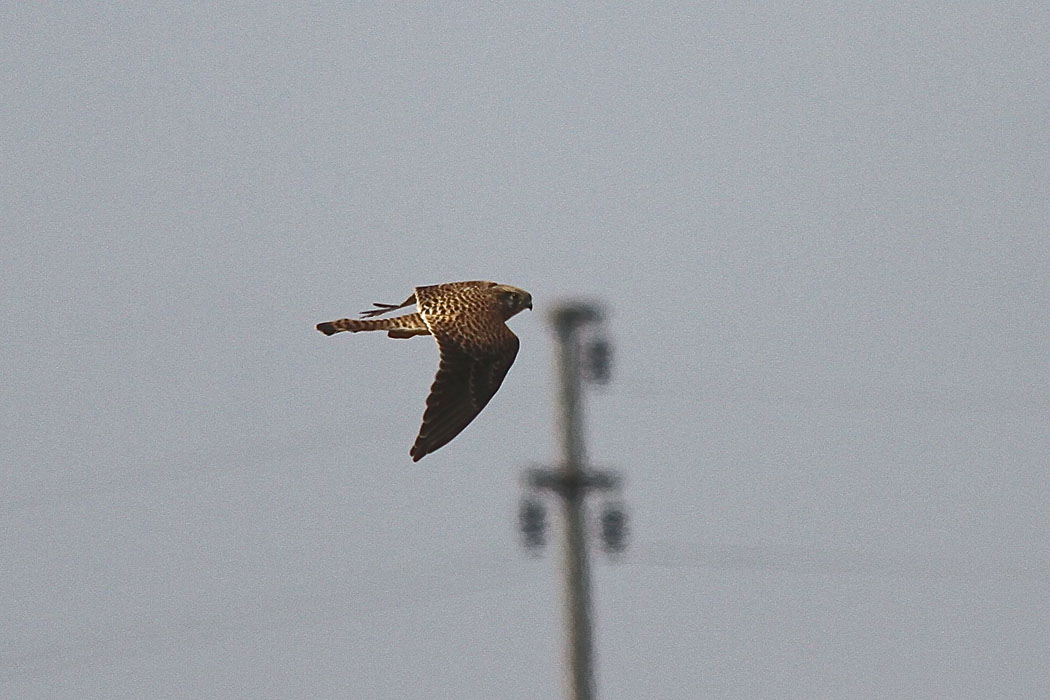 Common Kestrel