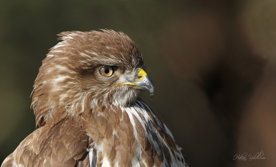 Common Buzzard