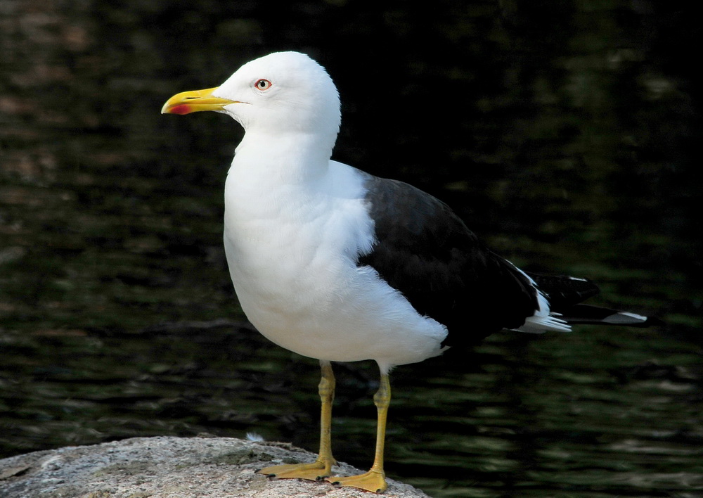 Lesser Black-backed Gull
