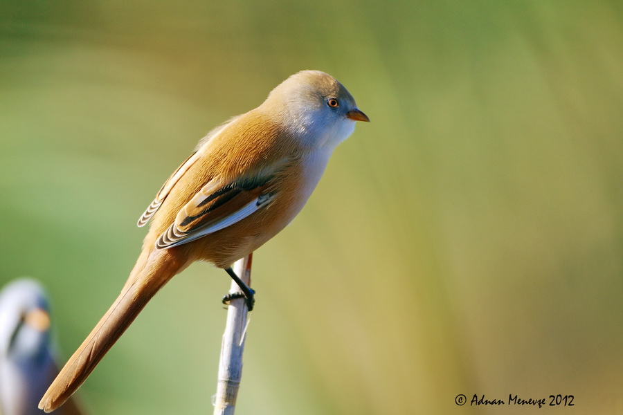 Bearded Reedling