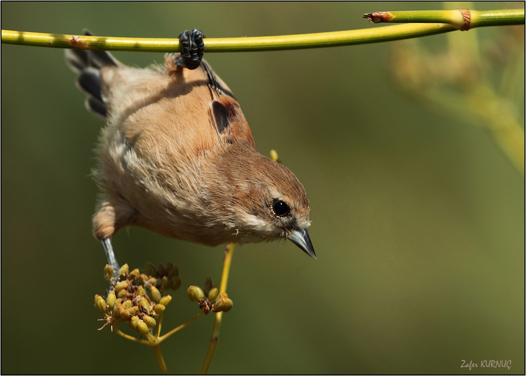 Eurasian Penduline Tit
