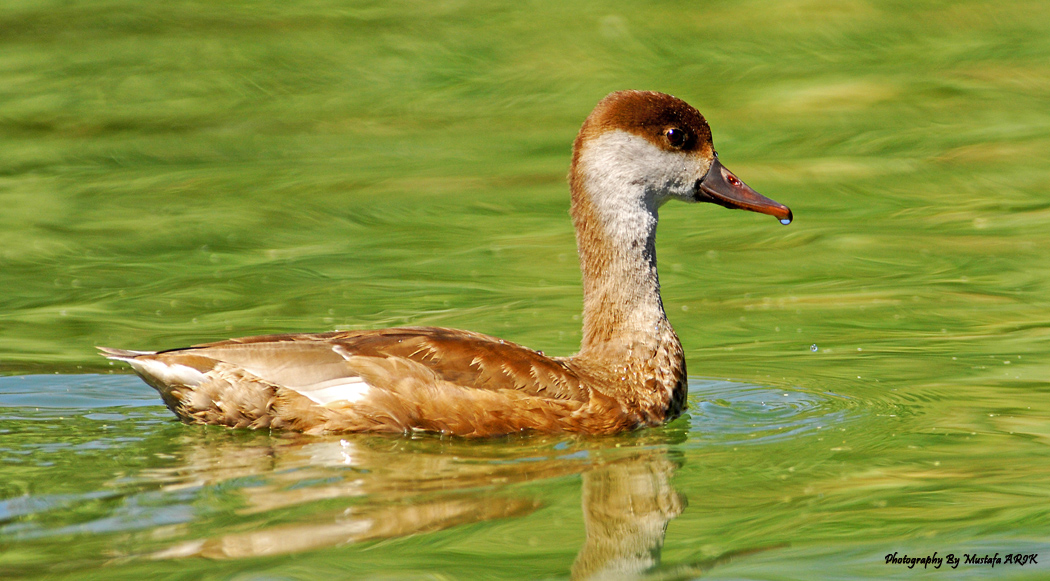 Red-crested Pochard