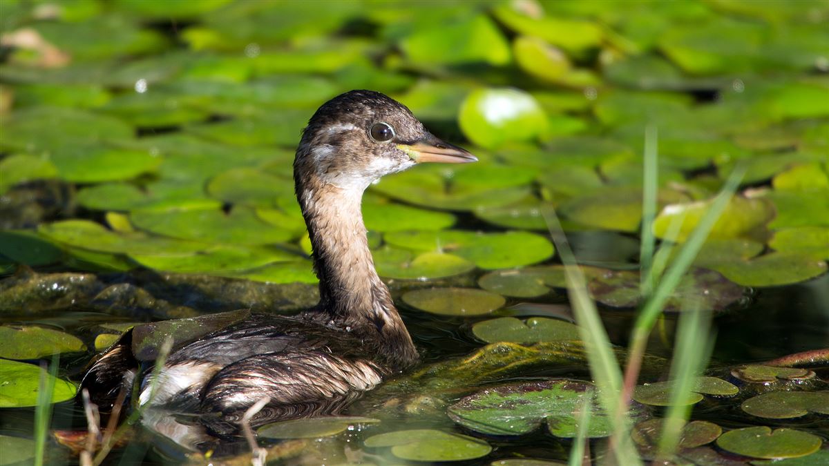 Little Grebe