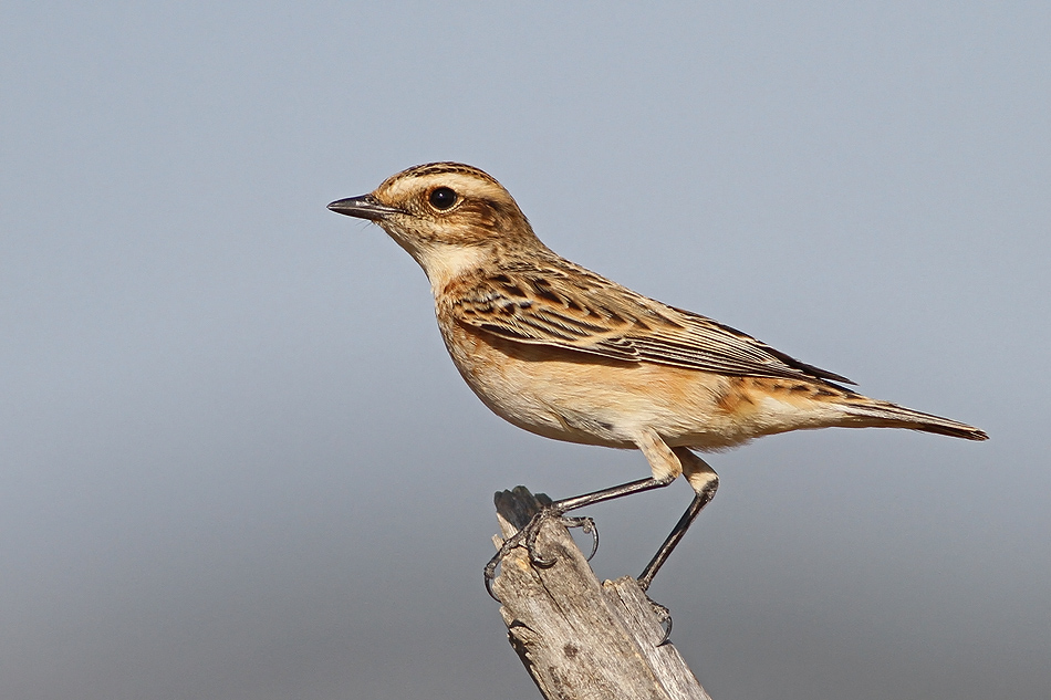 Whinchat