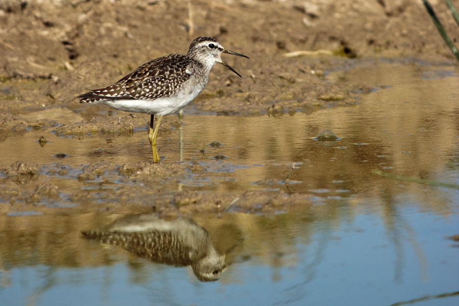 Wood Sandpiper