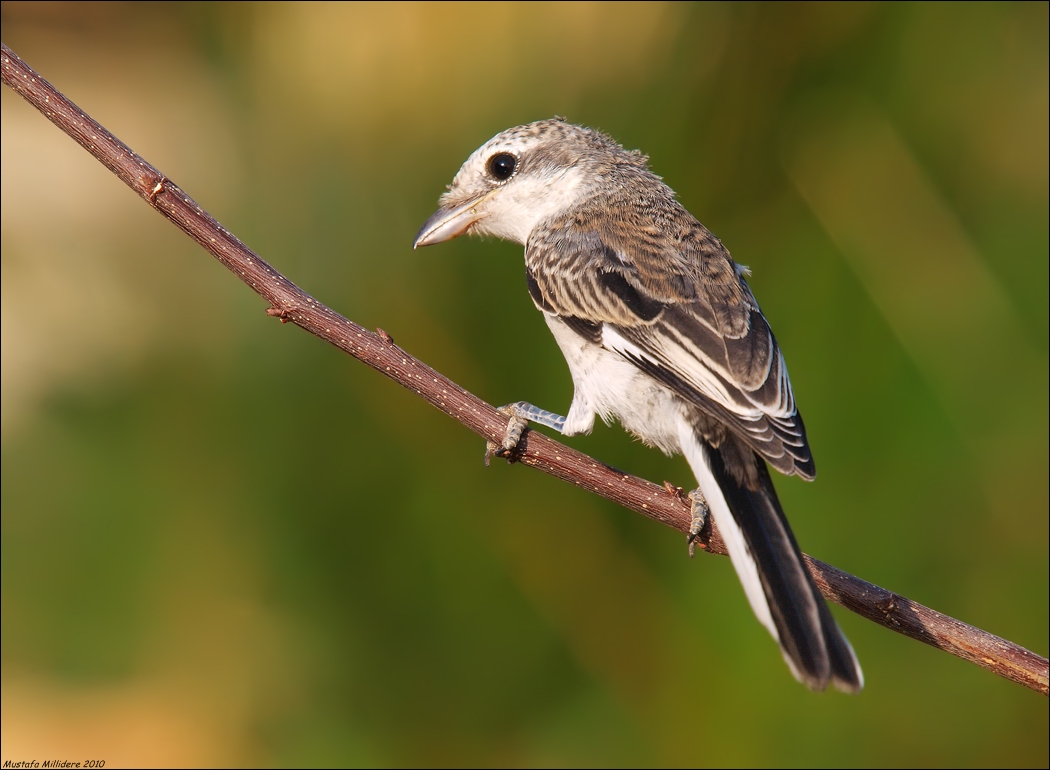 Masked Shrike