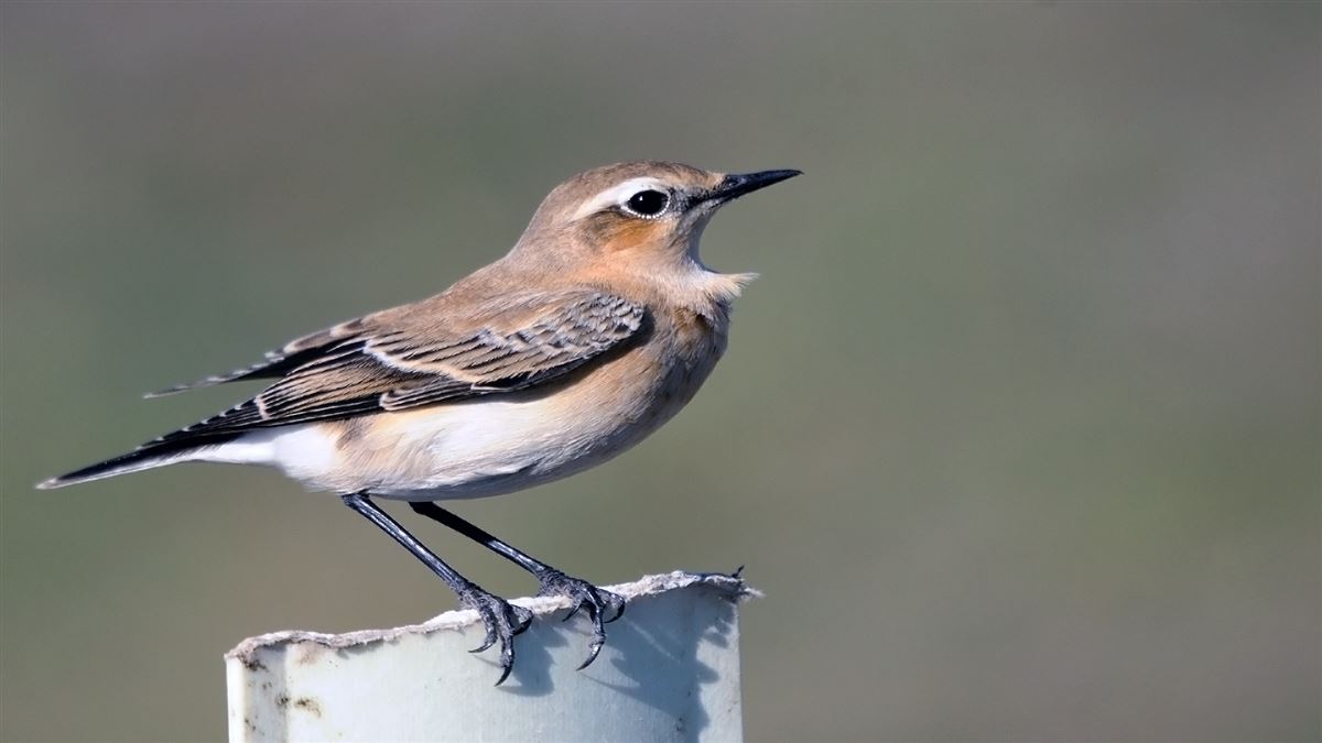 Northern Wheatear