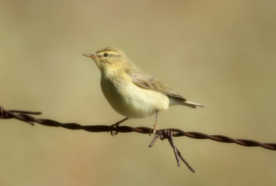 Willow Warbler