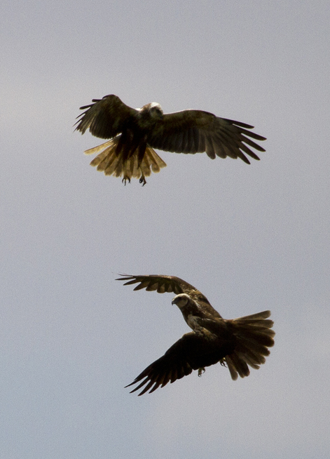 Western Marsh Harrier
