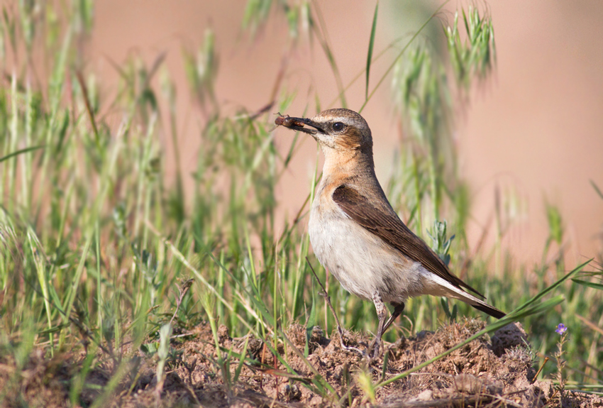 Northern Wheatear