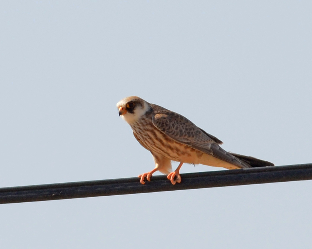 Red-footed Falcon