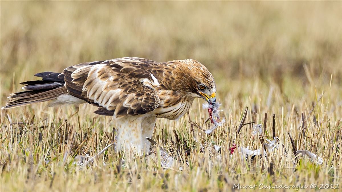 Booted Eagle