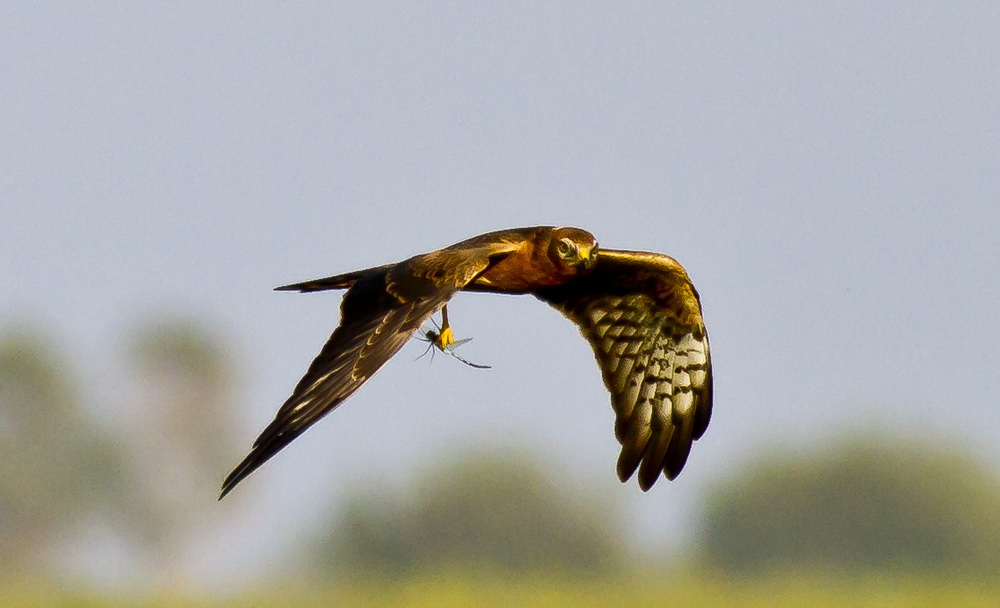 Pallid Harrier