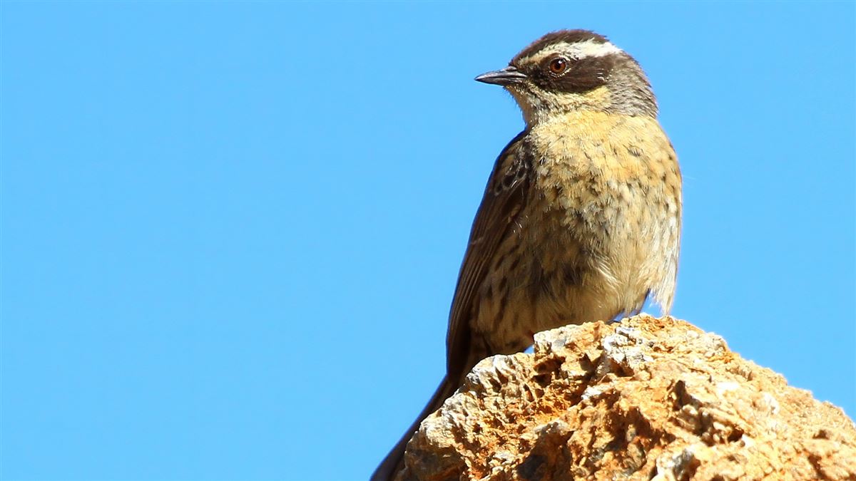Radde`s Accentor