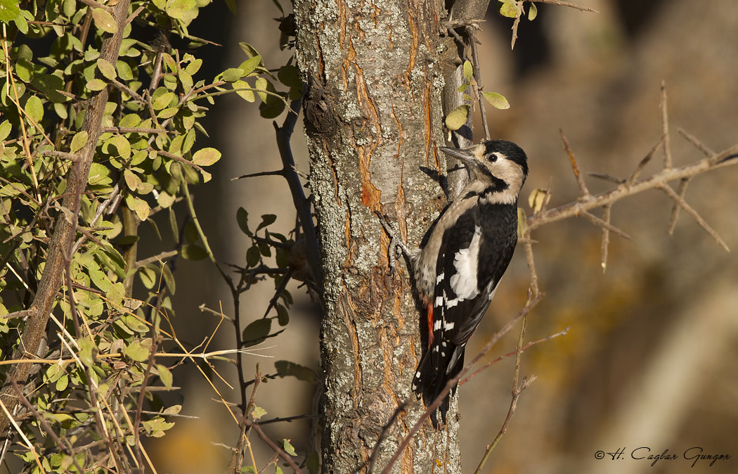 Syrian Woodpecker