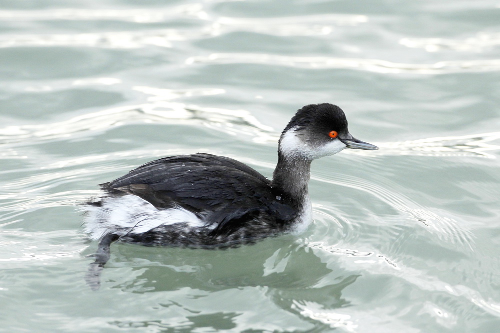 Black-necked Grebe