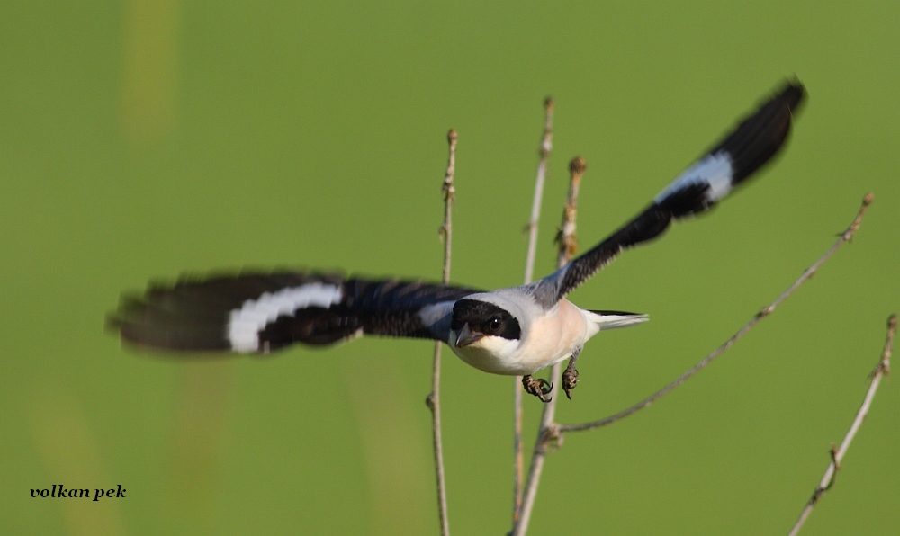 Lesser Grey Shrike