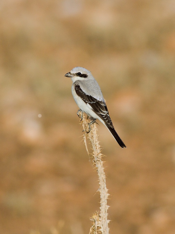 Lesser Grey Shrike