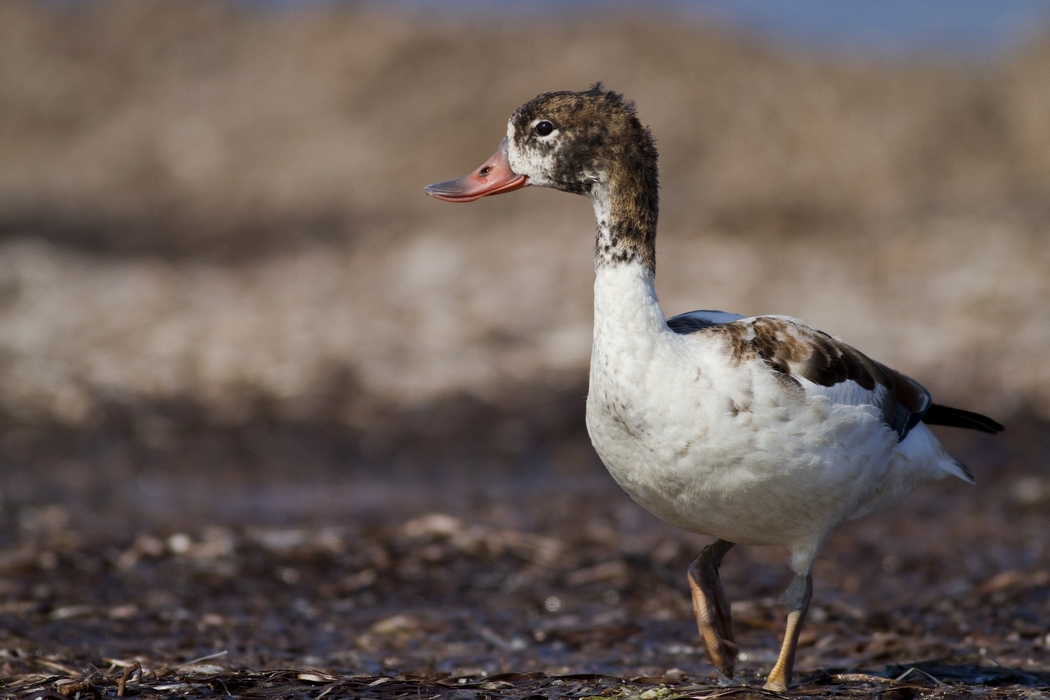 Common Shelduck