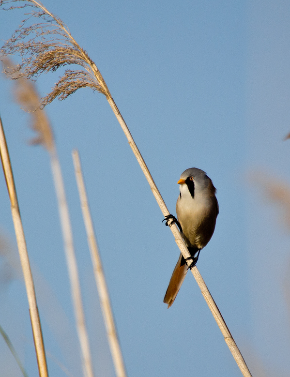 Bearded Reedling