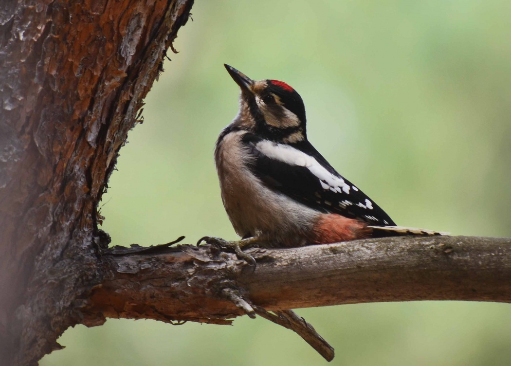 Great Spotted Woodpecker