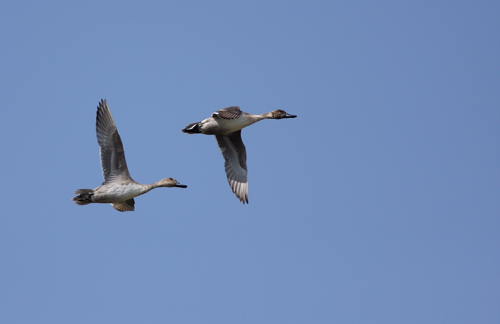 Northern Pintail