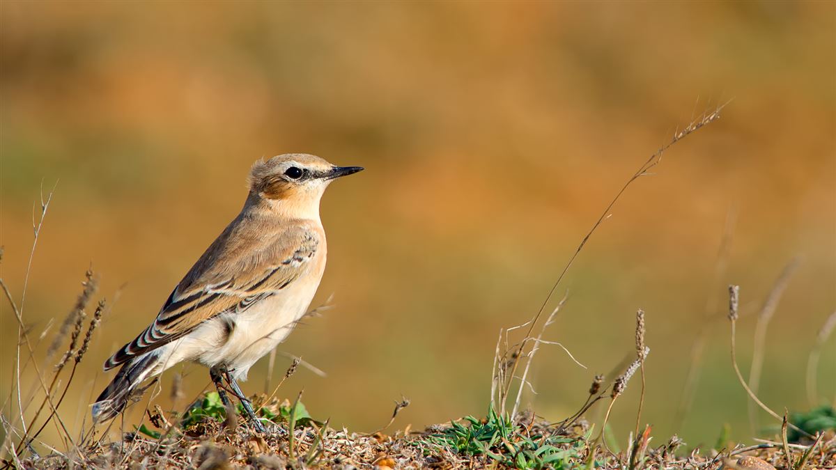 Northern Wheatear