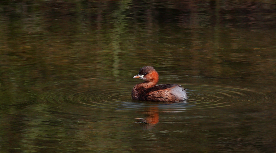 Little Grebe