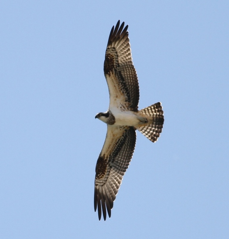 Osprey