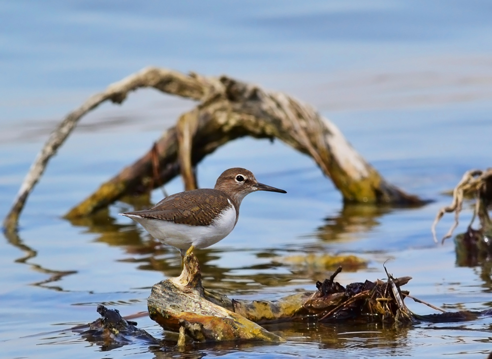 Common Sandpiper