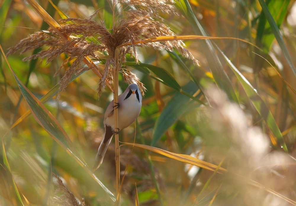 Bearded Reedling
