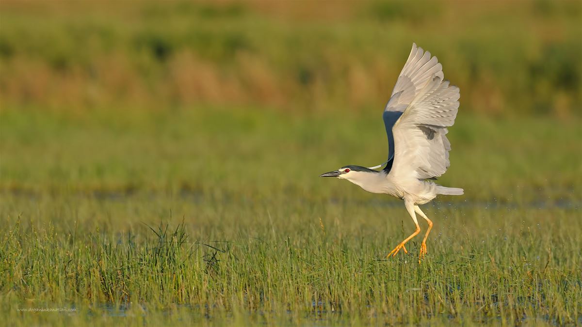 Black-crowned Night Heron
