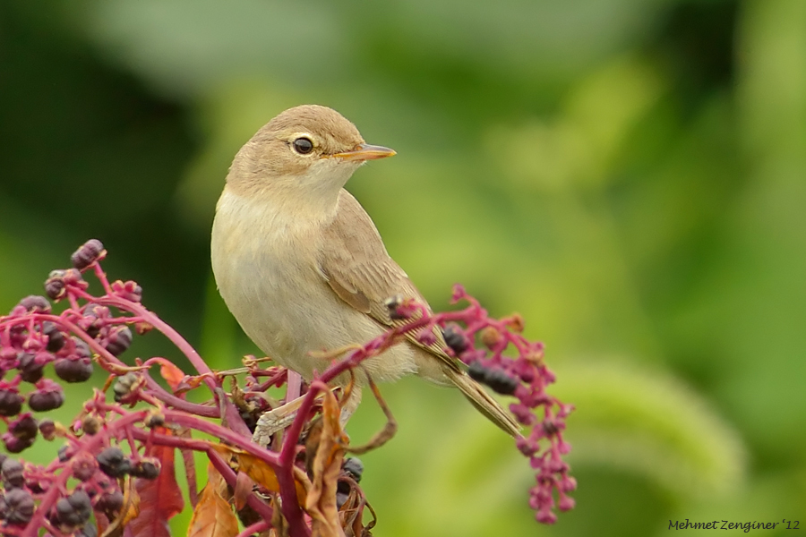 Booted Warbler
