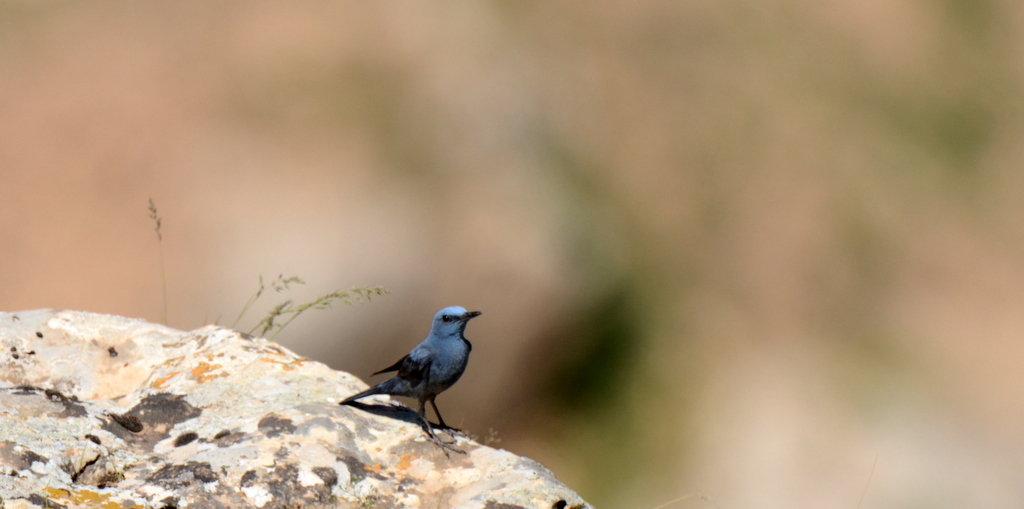 Blue Rock Thrush