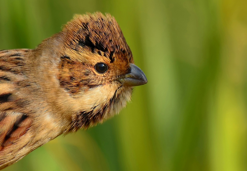 Common Reed Bunting