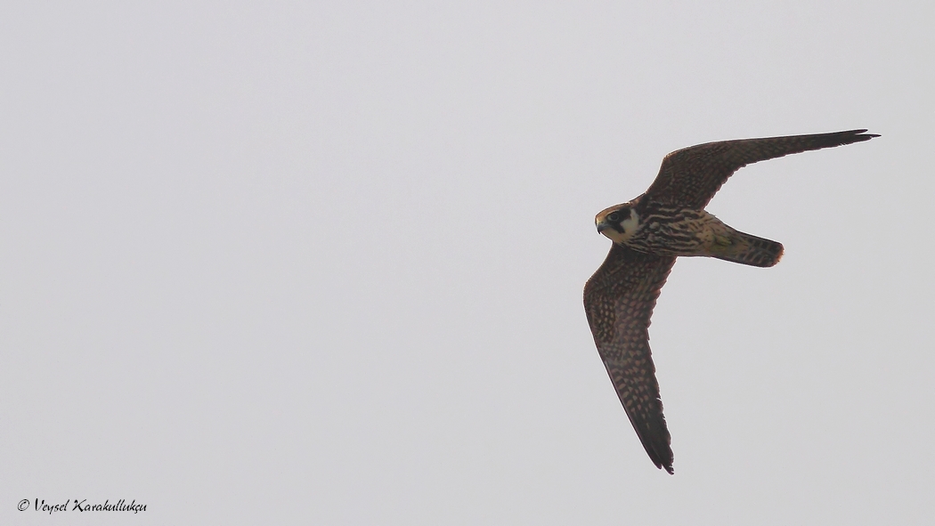 Eurasian Hobby