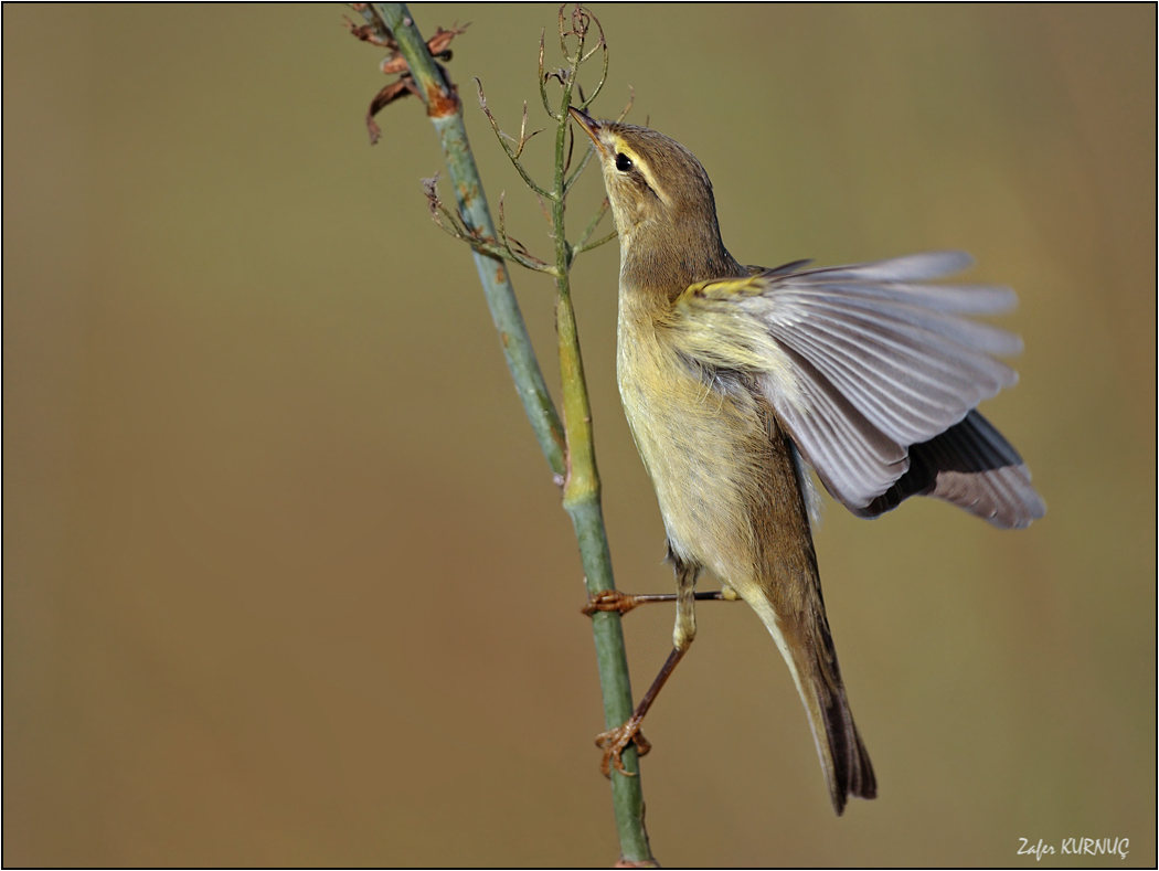Willow Warbler