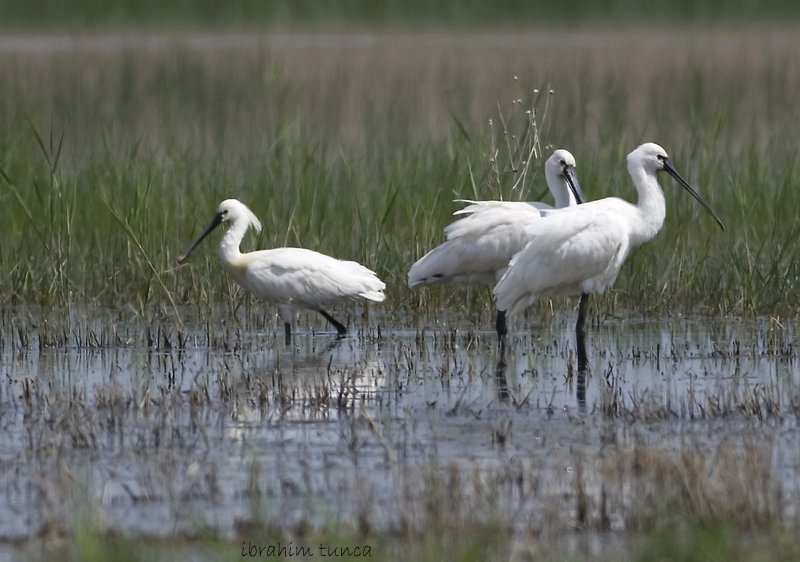 Eurasian Spoonbill