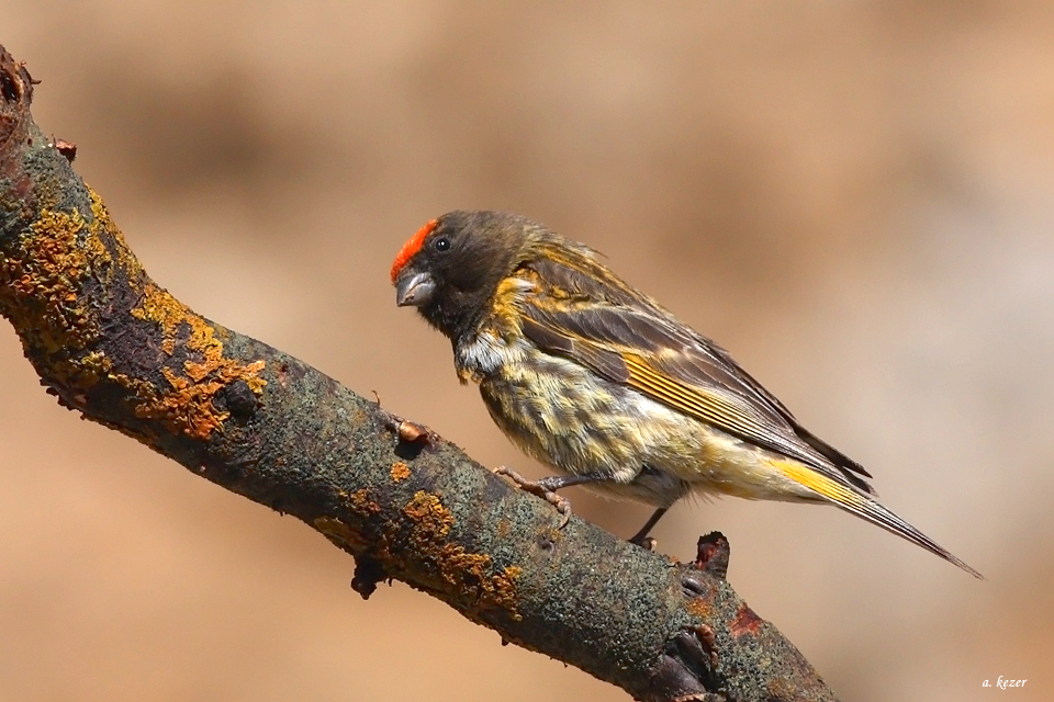 Red-fronted Serin