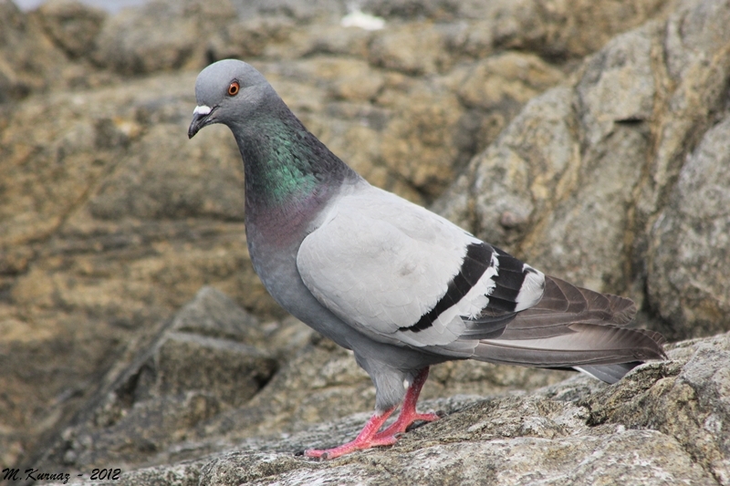 Rock Dove