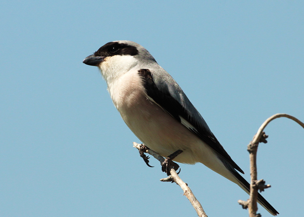 Lesser Grey Shrike