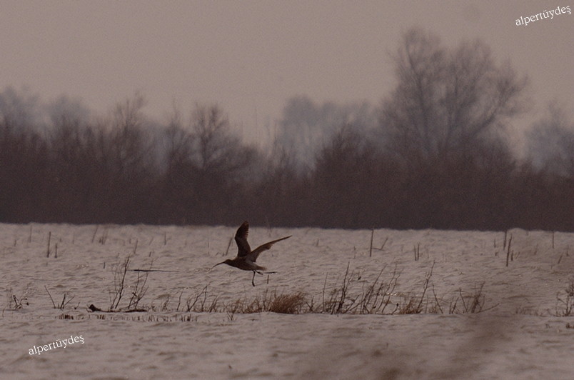 Eurasian Curlew