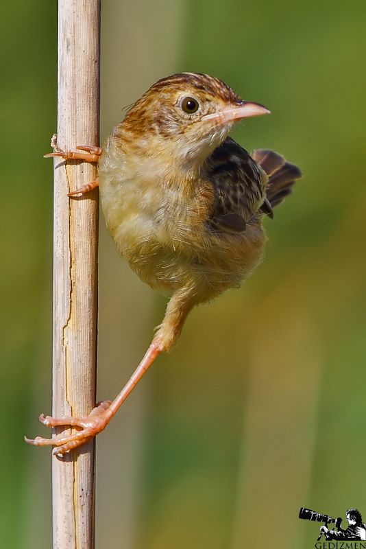 Zitting Cisticola