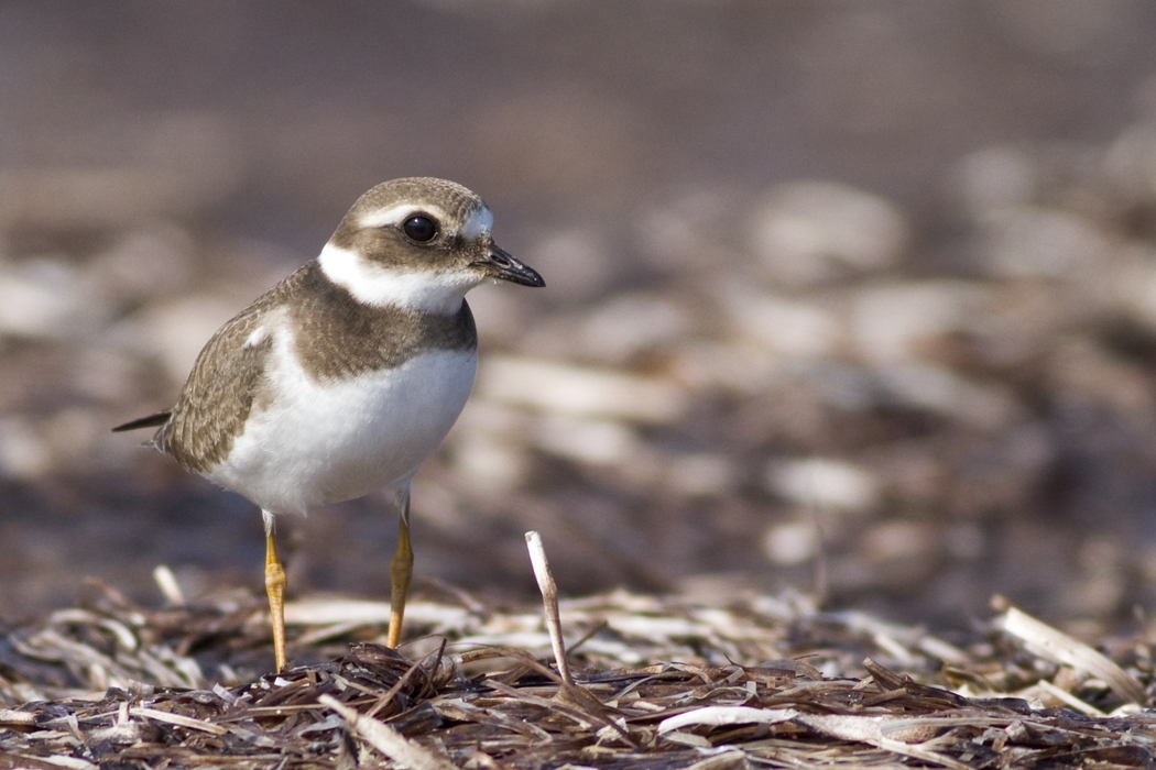 Common Ringed Plover