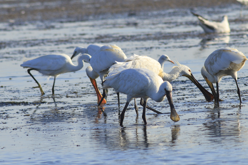 Eurasian Spoonbill