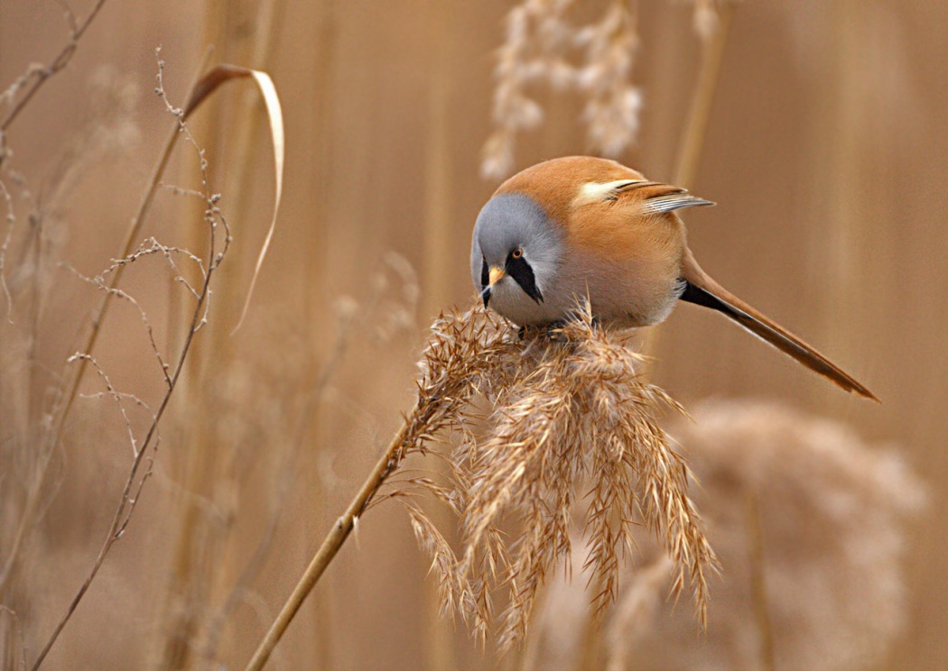 Bearded Reedling